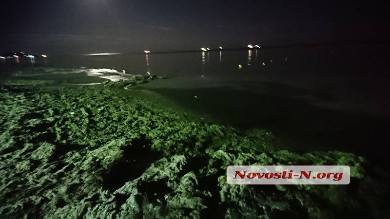 Пляж в Коблево позеленел от водорослей (ФОТО) 3