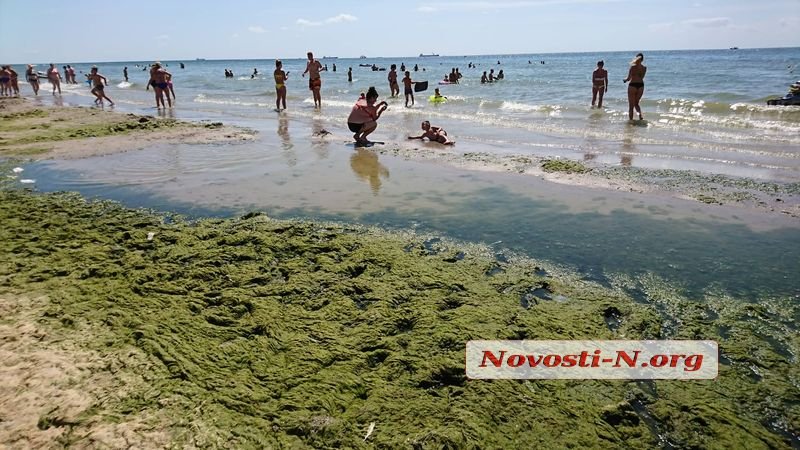 Пляж в Коблево позеленел от водорослей (ФОТО) 5