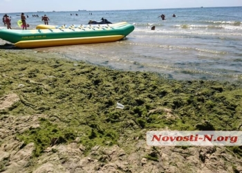 Пляж в Коблево позеленел от водорослей (ФОТО)
