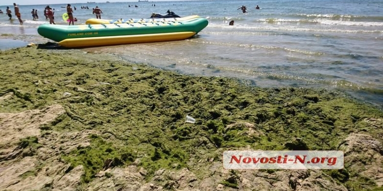 Пляж в Коблево позеленел от водорослей (ФОТО)