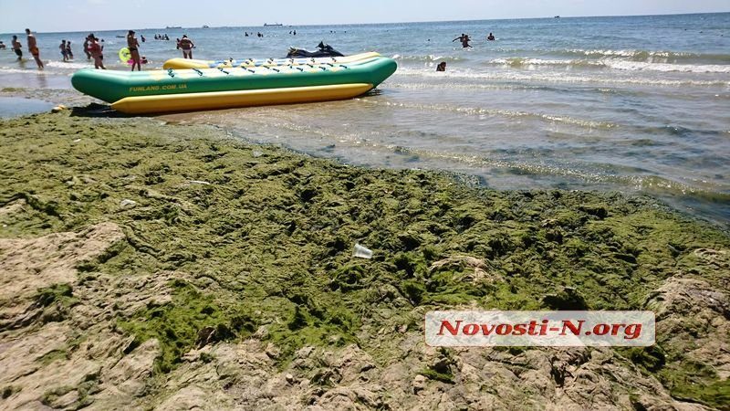 Пляж в Коблево позеленел от водорослей (ФОТО)