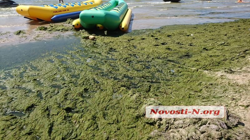 Пляж в Коблево позеленел от водорослей (ФОТО) 15