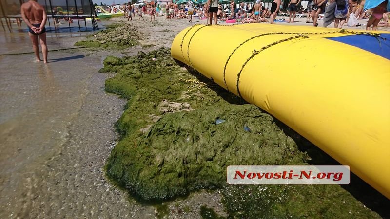 Пляж в Коблево позеленел от водорослей (ФОТО) 17