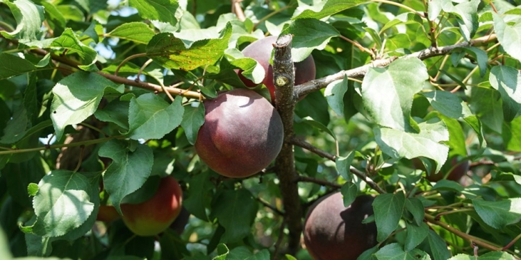 Под Николаевом выращивают черные абрикосы (ФОТО)