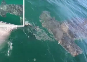 Спортивная рыбалка в США – опасное дело. Акула вырвала улов у рыбака, чуть не оттяпав руку (ВИДЕО)