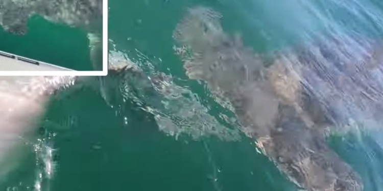 Спортивная рыбалка в США – опасное дело. Акула вырвала улов у рыбака, чуть не оттяпав руку (ВИДЕО)