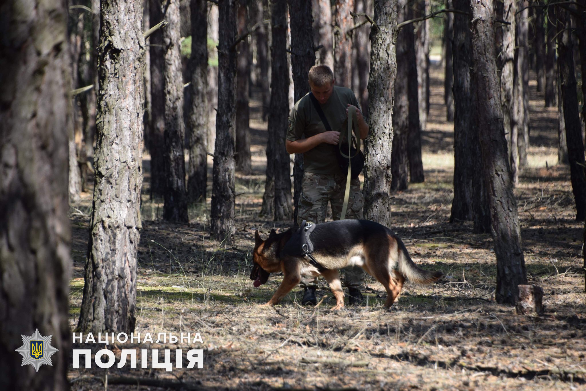 Разыскать пропавшую в лесу 12-летнюю девочку помог Барон из Николаева (ФОТО)