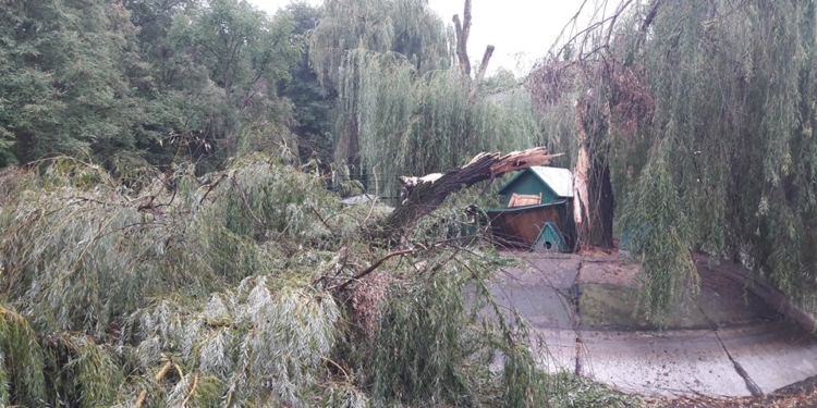 Обрушившийся на Николаев шторм не пощадил и зоопарк