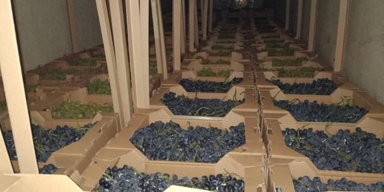 Эксперимент удался, но без нас. Виноградари трех областей объединились для формирования товарной партии (ФОТО)