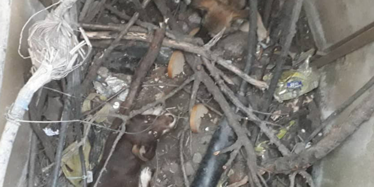 На Николаевщине спасатели достали трех собак из колодца (ФОТО)