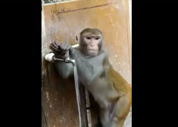 Закрывай кран – экономь воду, как эта обезьяна. Даже бесплатную (ВИДЕО)