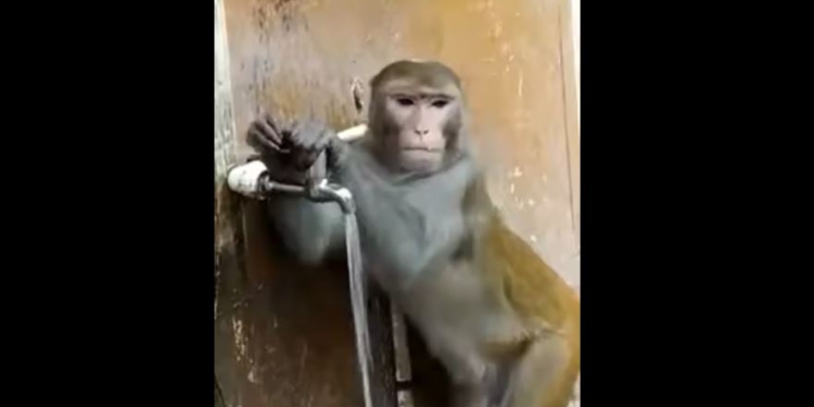 Закрывай кран – экономь воду, как эта обезьяна. Даже бесплатную (ВИДЕО)