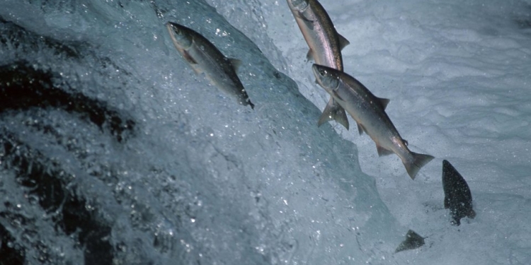 На Аляске из-за аномальной жары погибают лососи от теплового стресса