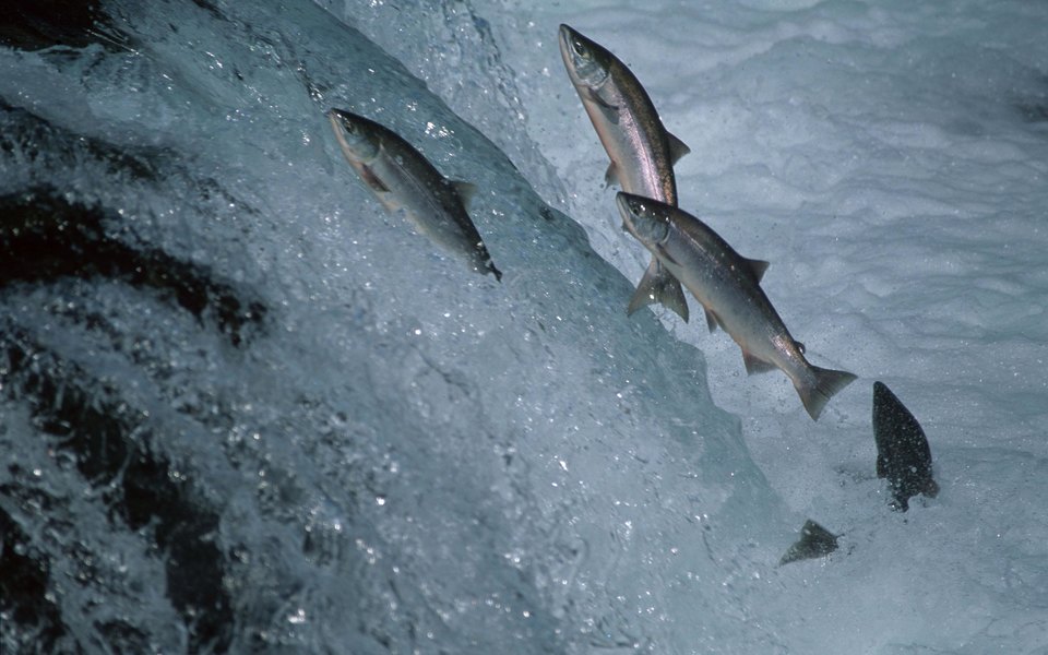 На Аляске из-за аномальной жары погибают лососи от теплового стресса 1
