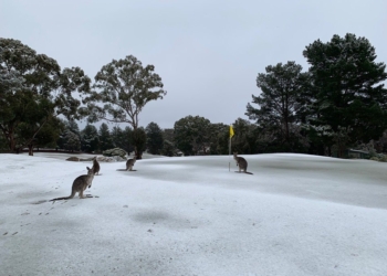 Холодная зима в Австралии: кенгуру резвятся в снегу (ВИДЕО)