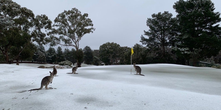 Холодная зима в Австралии: кенгуру резвятся в снегу (ВИДЕО)