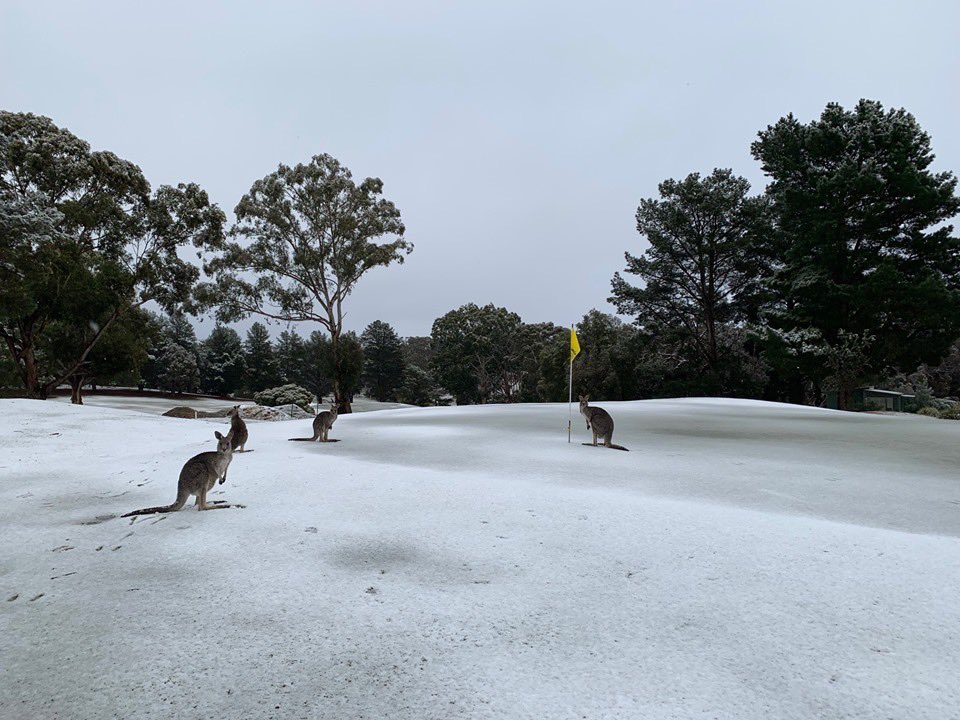 Холодная зима в Австралии: кенгуру резвятся в снегу (ВИДЕО) 1