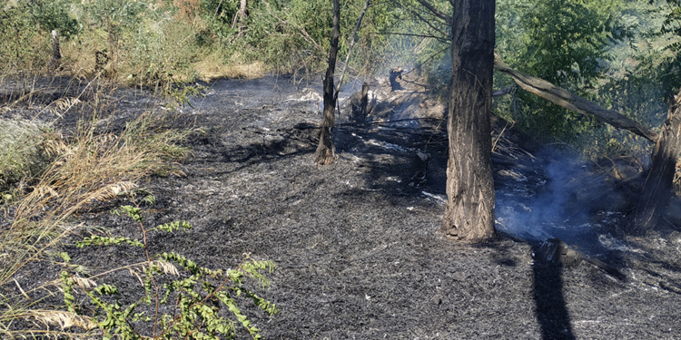 На Николаевщине горели виноградники ЧАО «Зеленый Гай» (ФОТО)