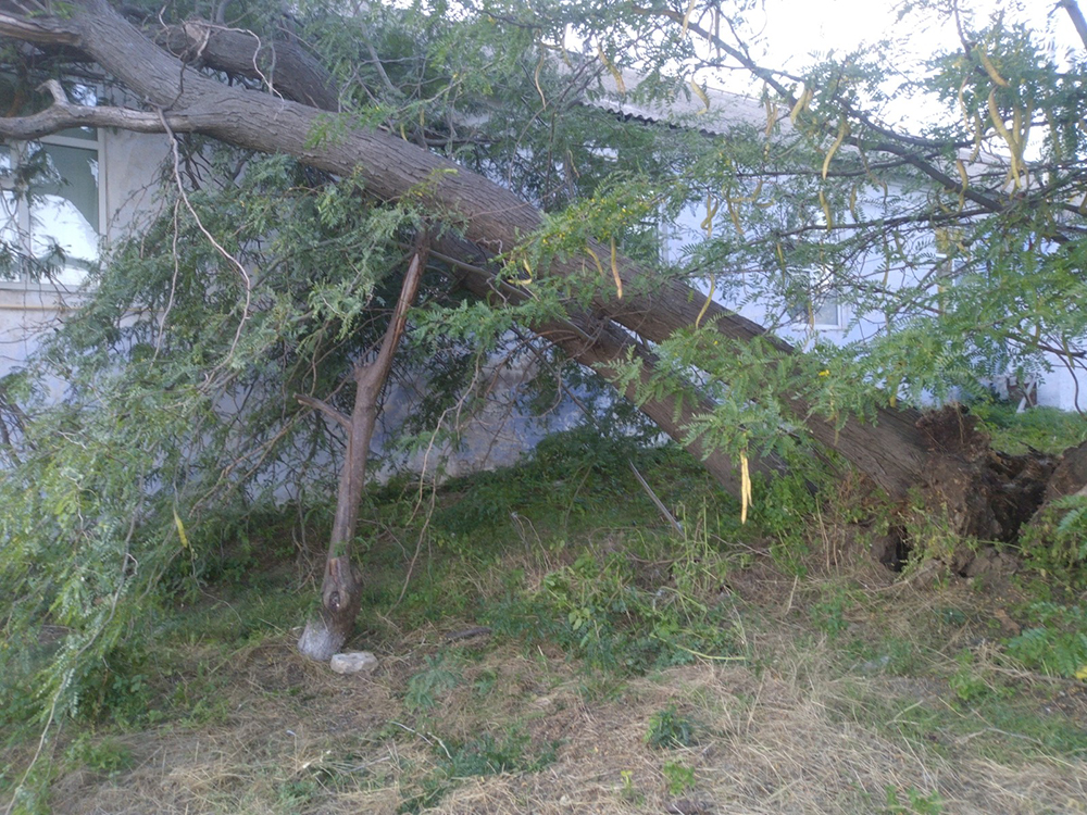 В Новой Одессе на центр соцобслуживания упали два дерева (ФОТО) 3