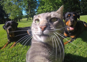 Сеть покорил кот, который делает забавные селфи не хуже людей (ФОТО, ВИДЕО)