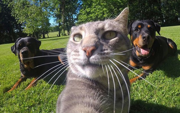 Сеть покорил кот, который делает забавные селфи не хуже людей (ФОТО, ВИДЕО)