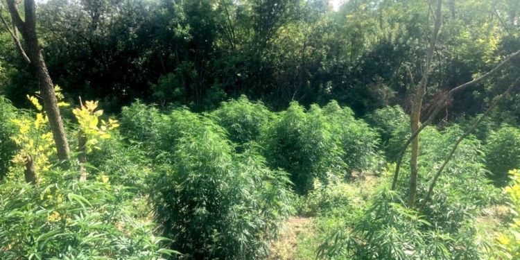 На Николаевщине полиция обнаружила плантацию конопли с урожаем на 1,5 млн. гривен (ФОТО)