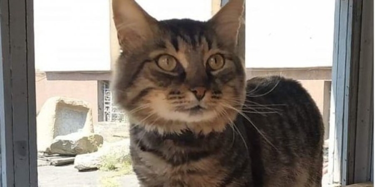 Кот Семен устроился охранником в исторический музей Днепра