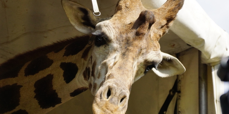 Его зовут Нуру. В Николаевский зоопарк приехал долгожданный жираф (ФОТО, ВИДЕО)