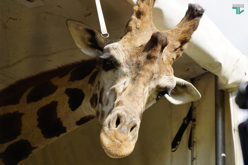 Зоопарк ко Дню города впервые покажет горожанам самого высокого николаевца – жирафа Нуру (ВИДЕО) 1