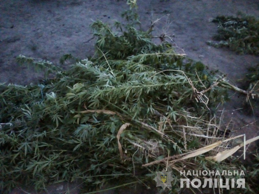 Усугубил. На Николаевщине владелец наркоплантации набросился на полицейского во время обыска (ФОТО) 1