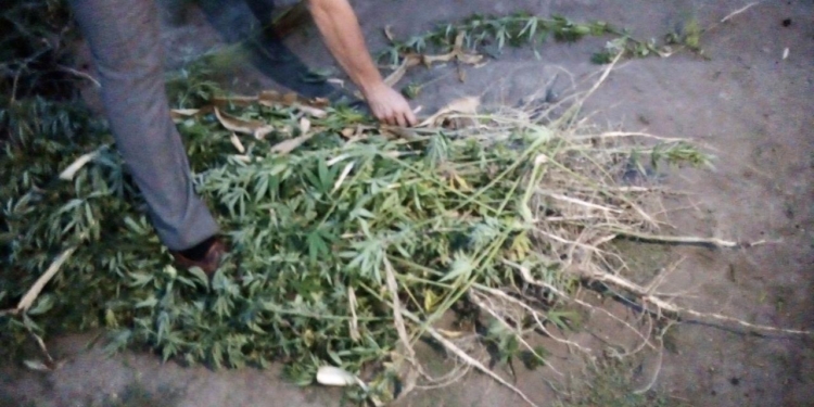 Усугубил. На Николаевщине владелец наркоплантации набросился на полицейского во время обыска (ФОТО)