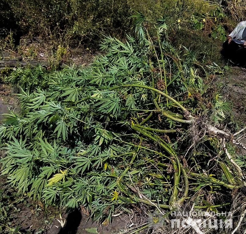 Тщательно ухаживал, а они… У жителя Новобугского района изъяли коноплю элитного сорта и марихуану (ФОТО) 1