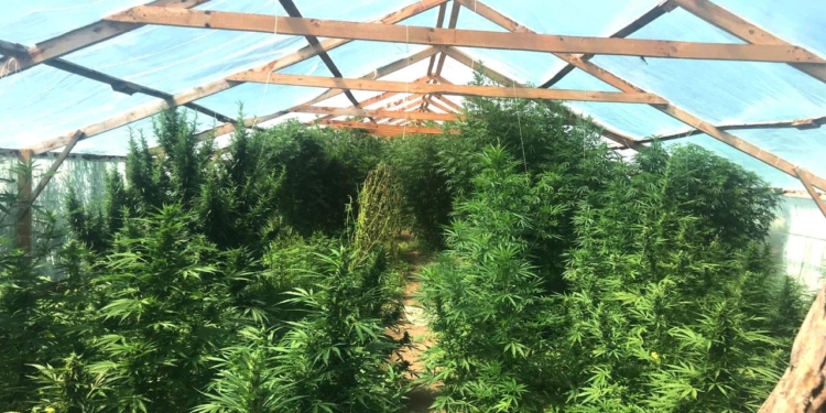 На Николаевщине полиция ликвидировала плантацию конопли на восемь миллионов гривен