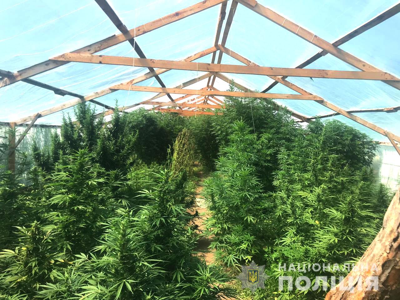На Николаевщине полиция ликвидировала плантацию конопли на восемь миллионов гривен
