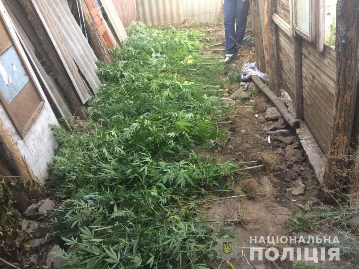 На Николавщине полиция задержала наркомана, который выращивал коноплю сразу на двух приусадебных участках (ФОТО) 1
