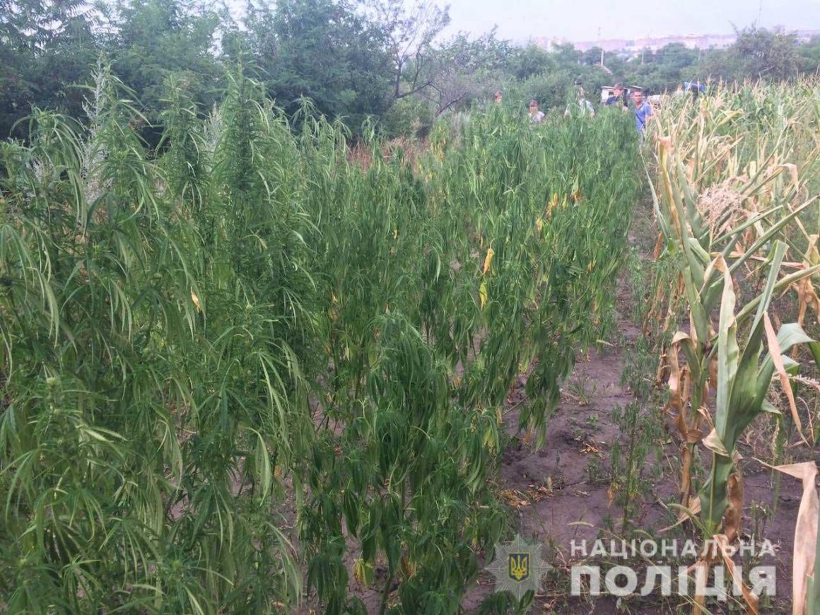 На Николавщине полиция задержала наркомана, который выращивал коноплю сразу на двух приусадебных участках (ФОТО) 3