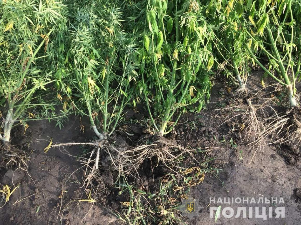 На Николавщине полиция задержала наркомана, который выращивал коноплю сразу на двух приусадебных участках (ФОТО) 5