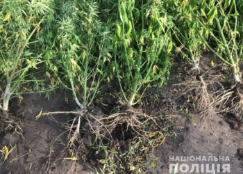 На Николавщине полиция задержала наркомана, который выращивал коноплю сразу на двух приусадебных участках (ФОТО)