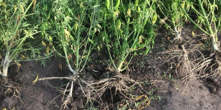 На Николавщине полиция задержала наркомана, который выращивал коноплю сразу на двух приусадебных участках (ФОТО)