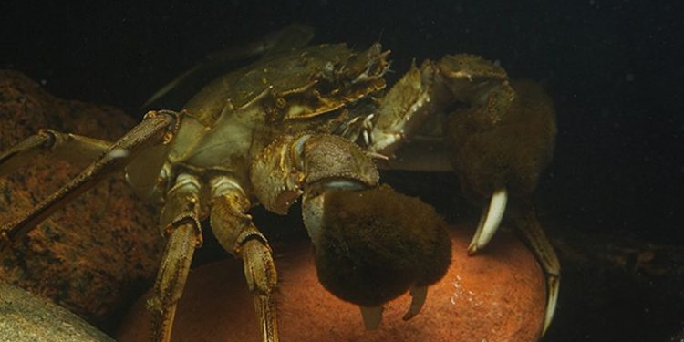 Тревога! В Днепро-Бугском лимане поселились мохнаторукие китайские крабы. В чем опасность? (ФОТО)
