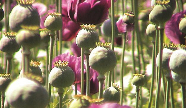 Полиция полтора месяца добивалась разрешения уничтожить 240 га опийного мака (ВИДЕО)