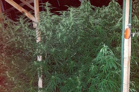 Хорошо растет конопля в Баловном – деревом выше 2 м. Даже полицейских впечатлило (ФОТО)