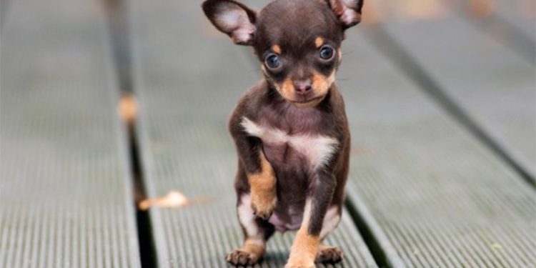 В Херсоне чихуахуа спас жизнь своему хозяину