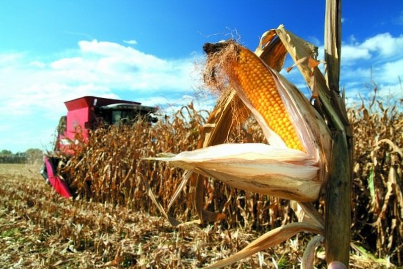 Урожай зернових в Україні значно скоротиться: у Мінагрополітики назвали причини 1