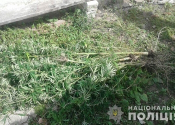 Полицейские конфисковали у жителей Николаевщины 156 заботливо выращенных куста конопли (ФОТО)