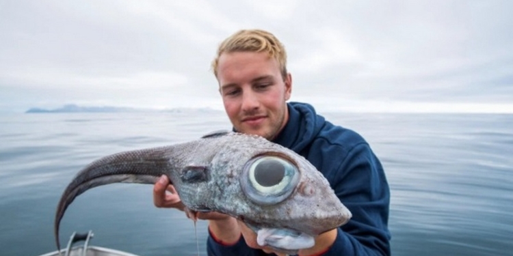 Так вот ты какая, европейская химера: молодой норвежец поймал диковинную рыбу (ФОТО)