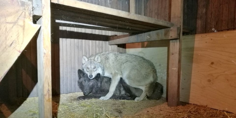 Чтобы разводить волкособов, жительница Финляндии незаконно ввозила из России волков