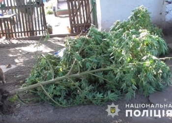 В Вознесенском районе полиция изъяла кусты конопли и 0,5 кг готовой к употреблению марихуаны (ФОТО)