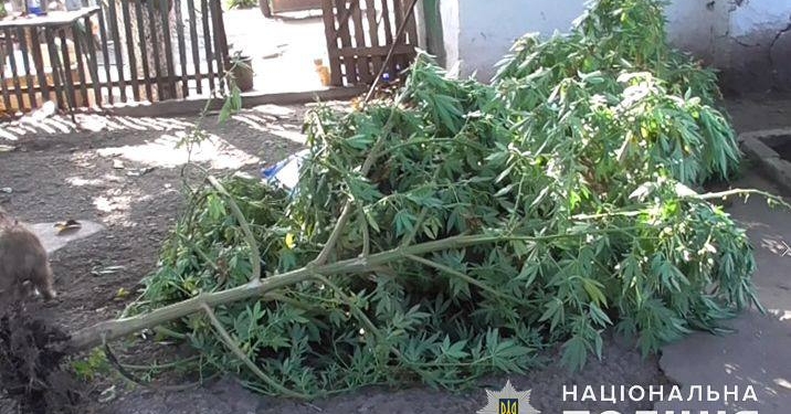 В Вознесенском районе полиция изъяла кусты конопли и 0,5 кг готовой к употреблению марихуаны (ФОТО)