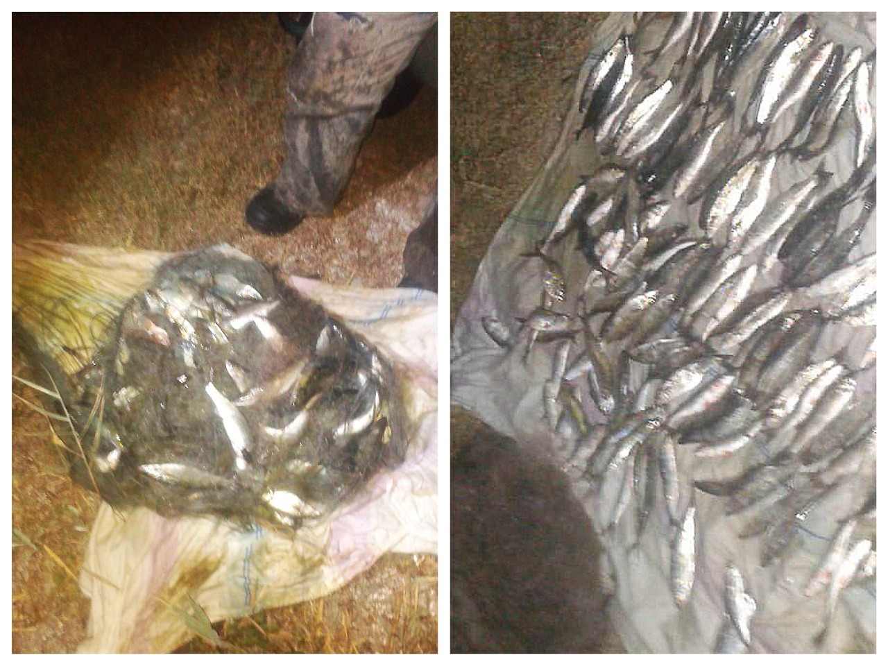 В Очаковском районе Николаевский рыбоохранный патруль поймал браконьера с 10 кг незаконно добытой рыбы (ФОТО)